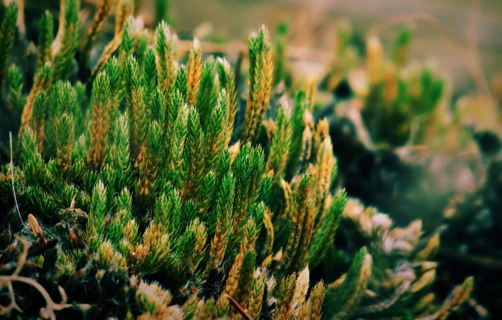 resurrection plant