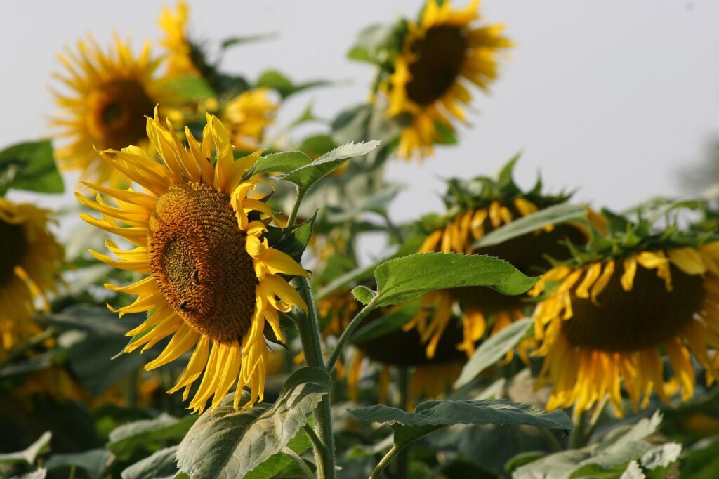 flower names starting with s