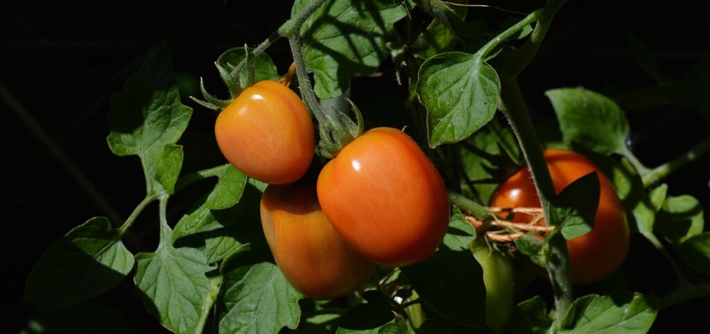 how to ripen a tomato indoors