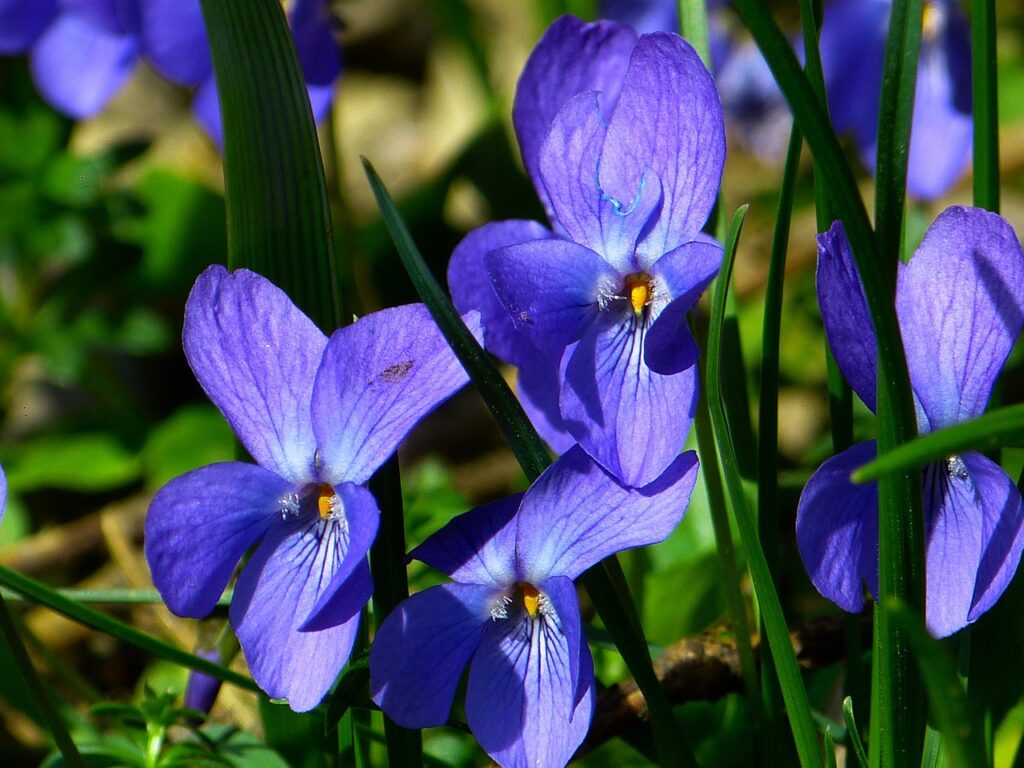 flowers that start with v