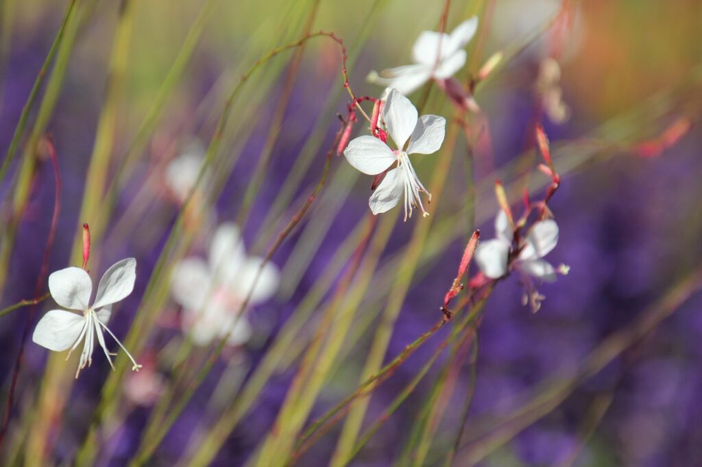 whirling butterfly plant
