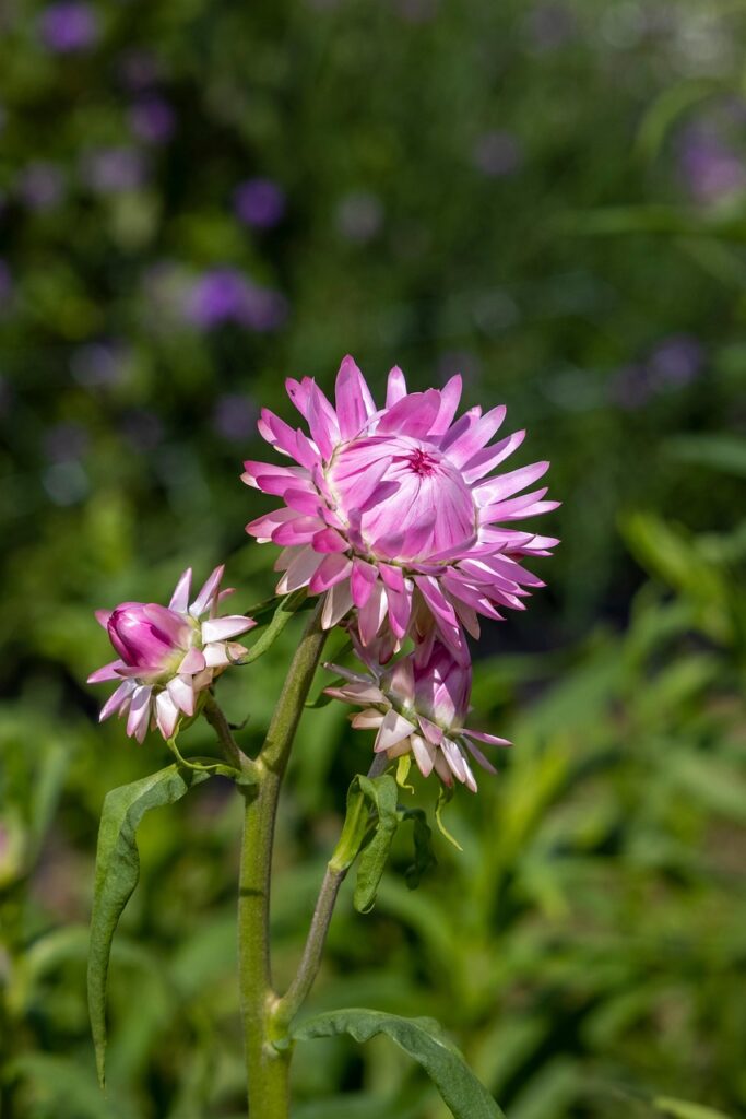 flowers that start with X