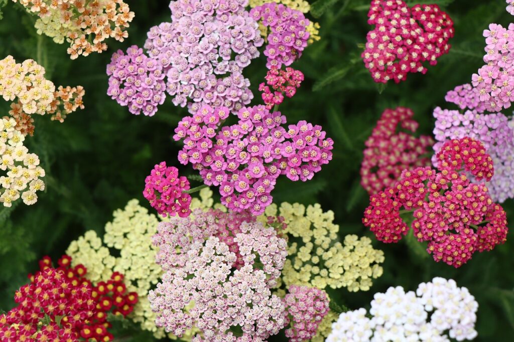 flower beginning with y