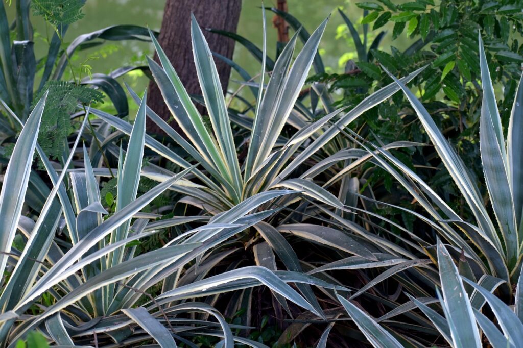 yucca plants for sale
