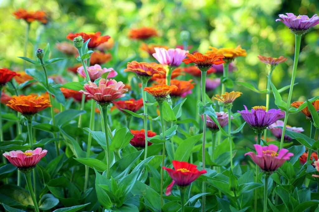 flowers starting with z